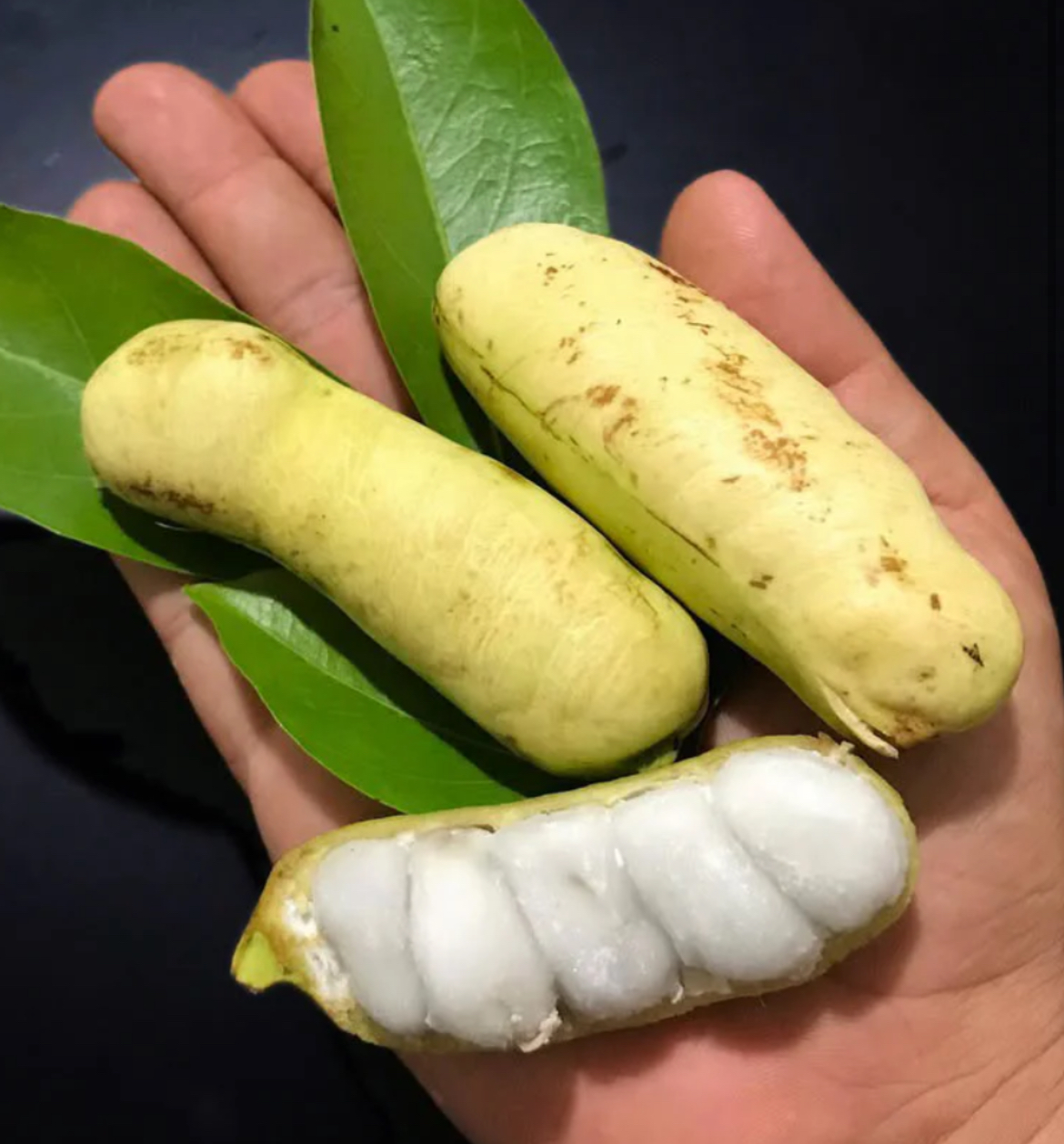 Puerto Rico Guamá Live Plant – Inga laurina (Inga fagifolia) – 6–8"