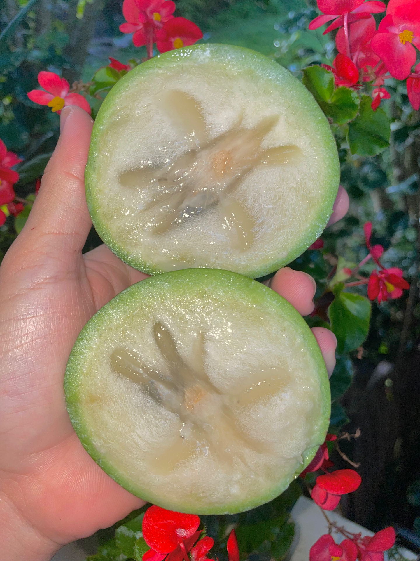 Chrysophyllum cainito Live Plant – Caimito / Star Apple