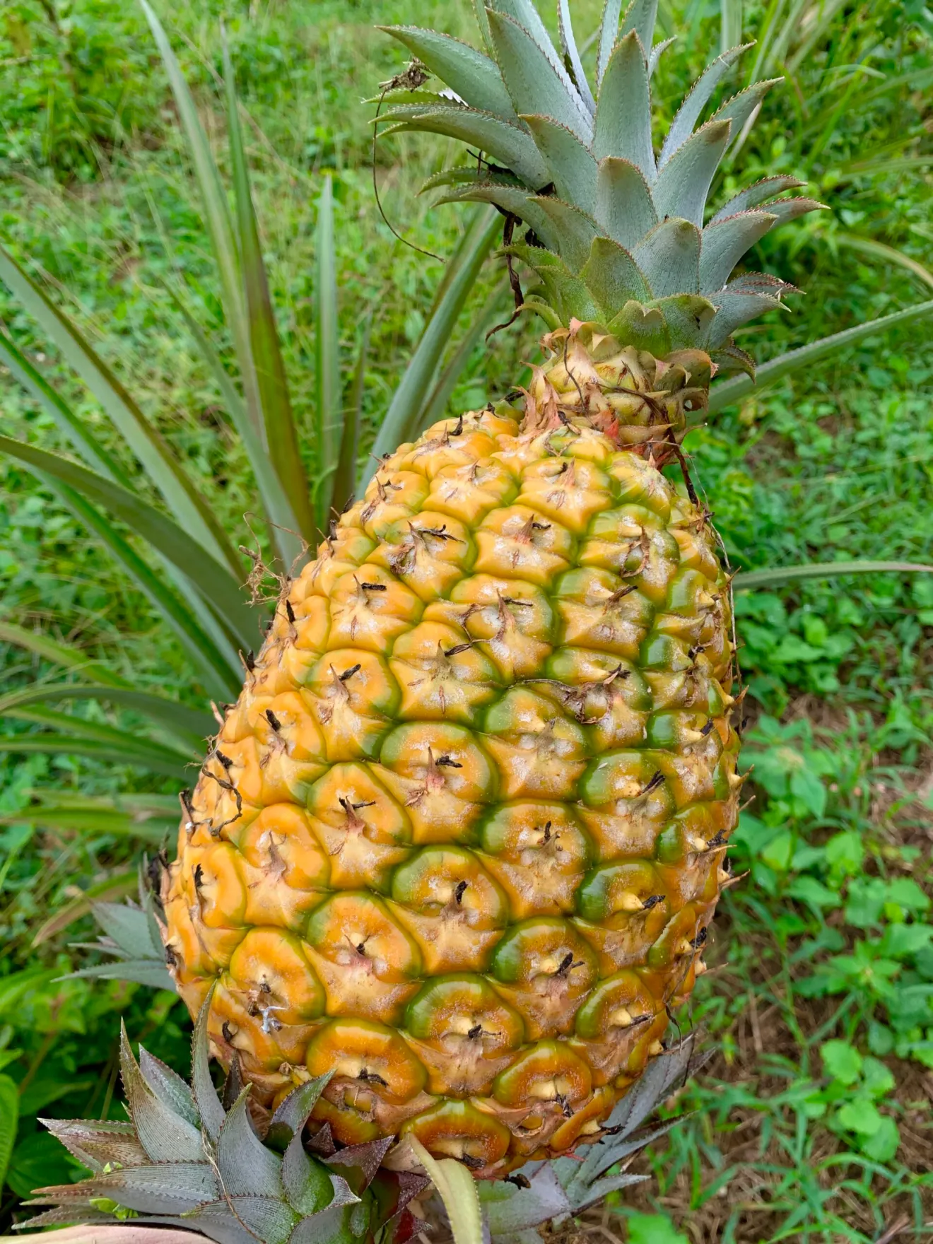 3 Puerto Rico Pineapple Suckers – Piña del País / Viña de Espina – Ananas comosus