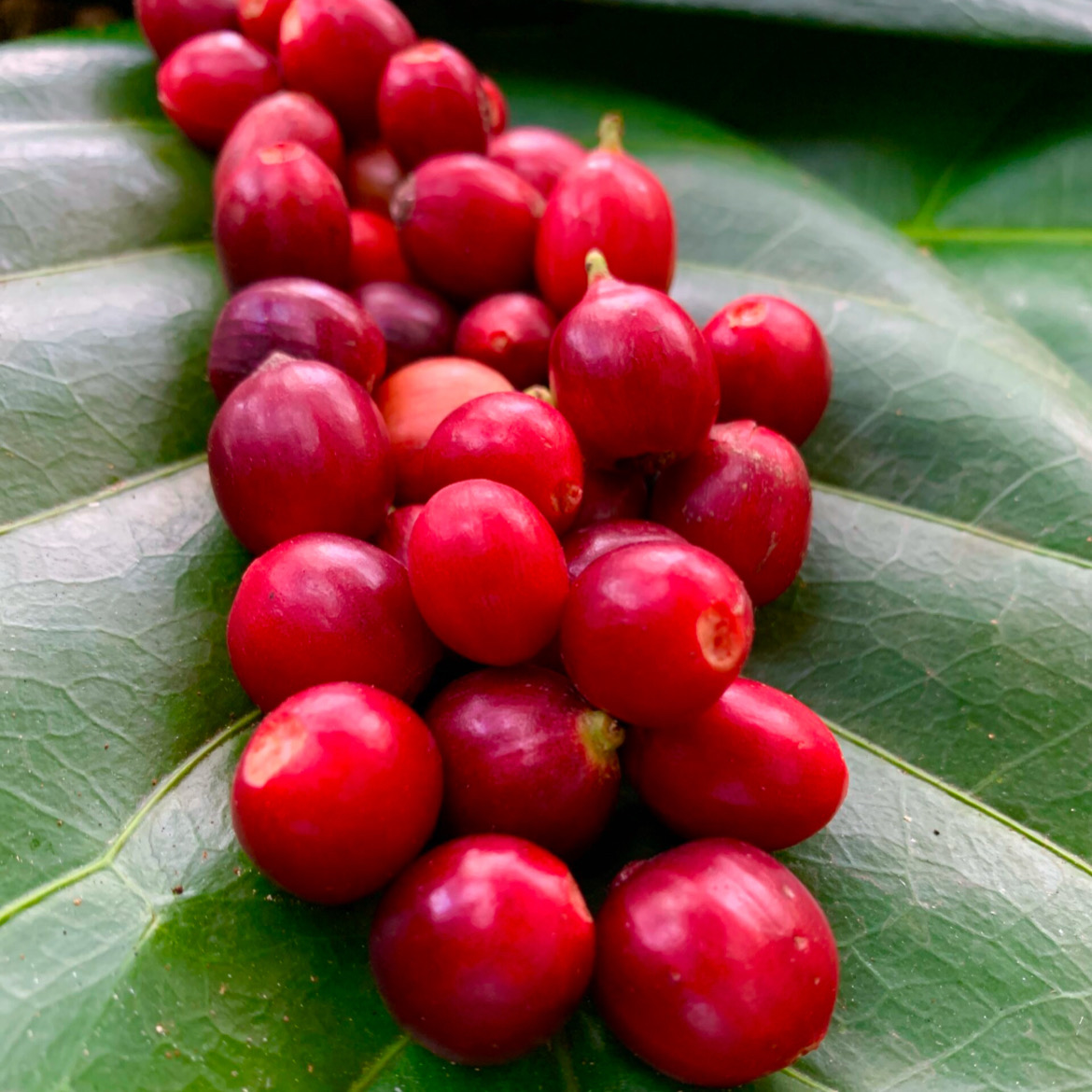 15 Germinated Coffea arabica Coffee Seeds – Arabica Coffee from Puerto Rico