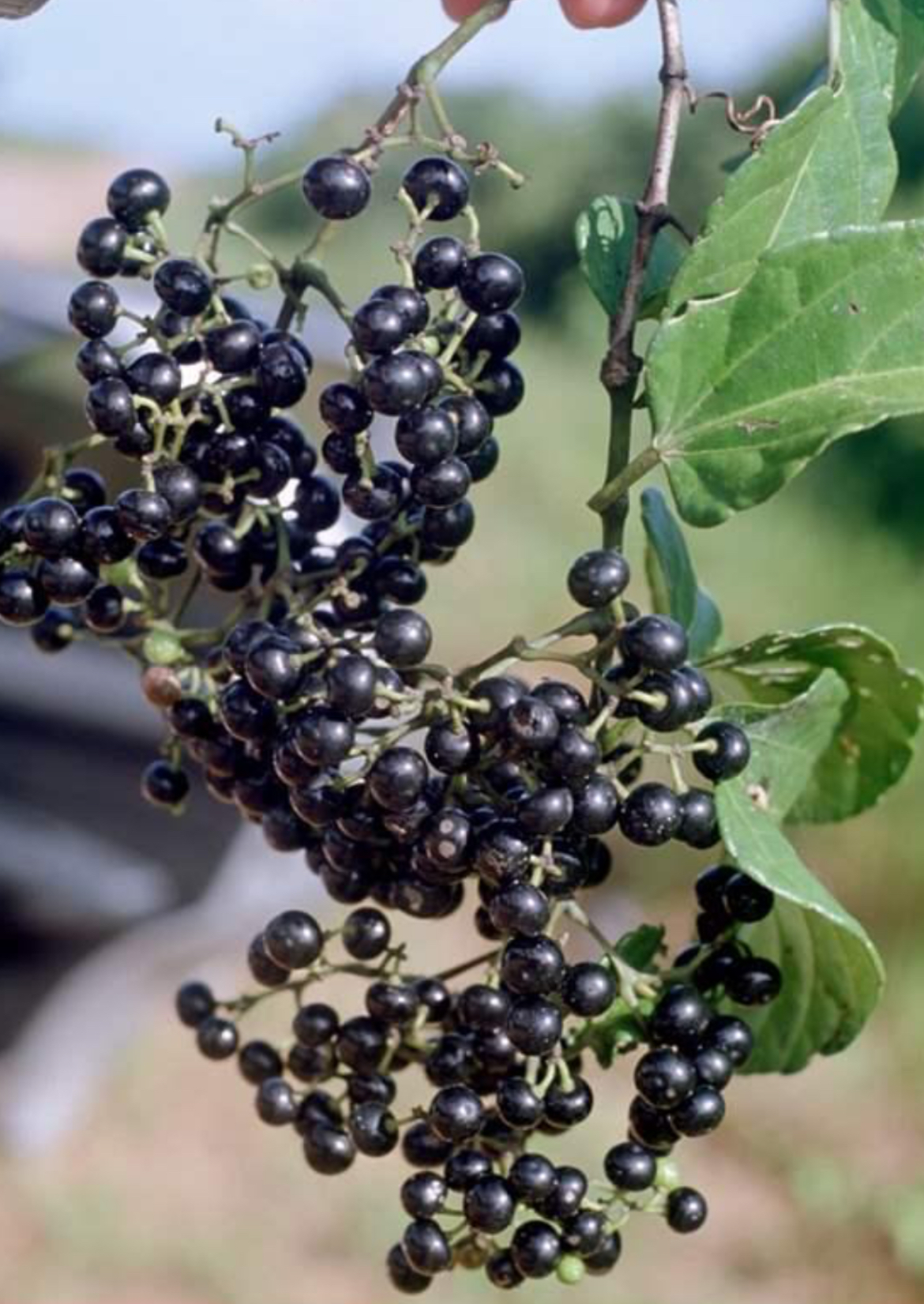 Bejuco Uví Seeds – Cissus verticillata
