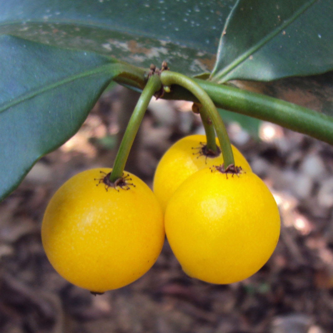 Lemon Drop Mangosteen Live Plant – Mameyito – Garcinia intermedia – 4–6"