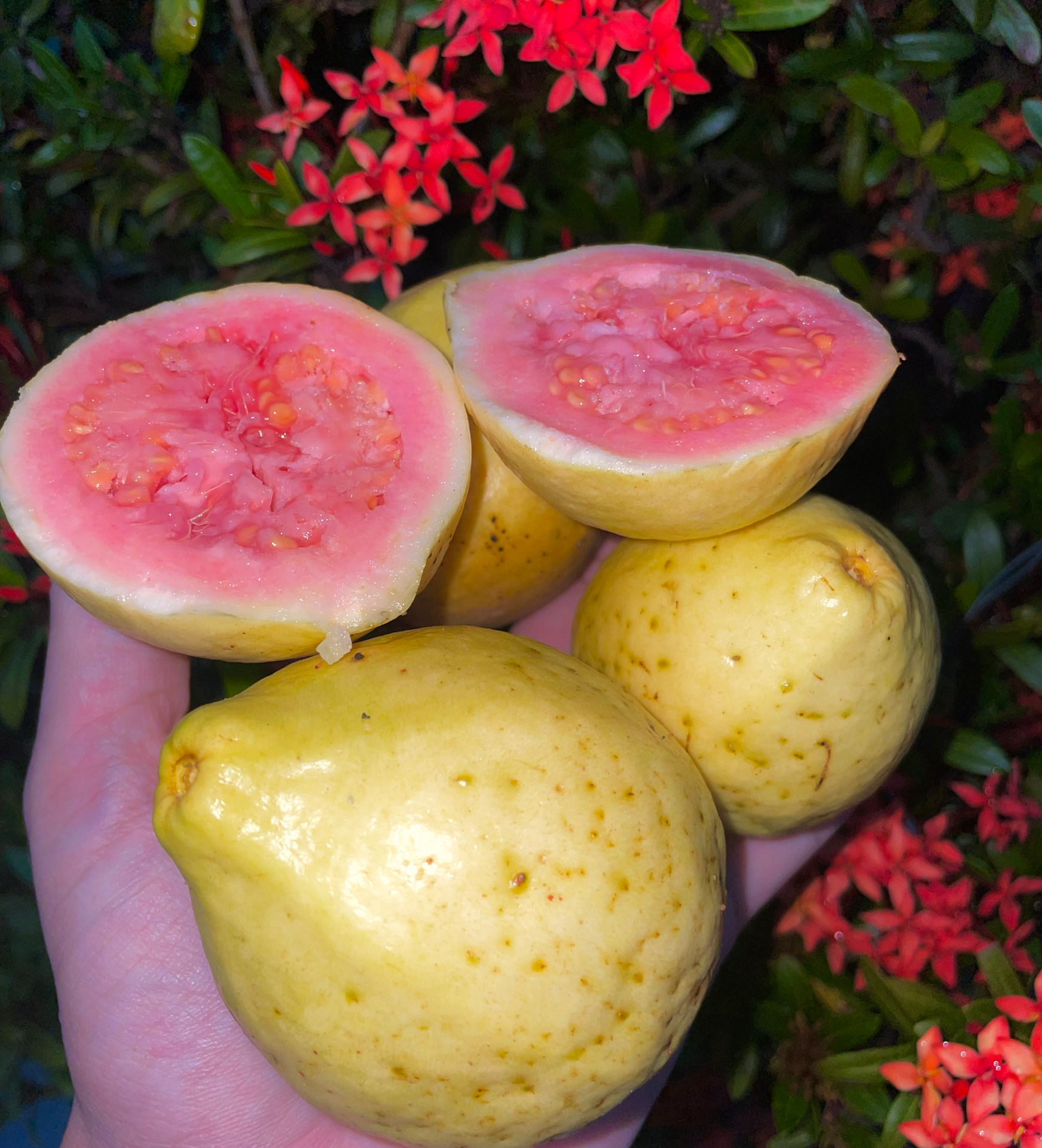 Pink Guava Seeds – Yellow Skin / Pink Flesh – Psidium guajava
