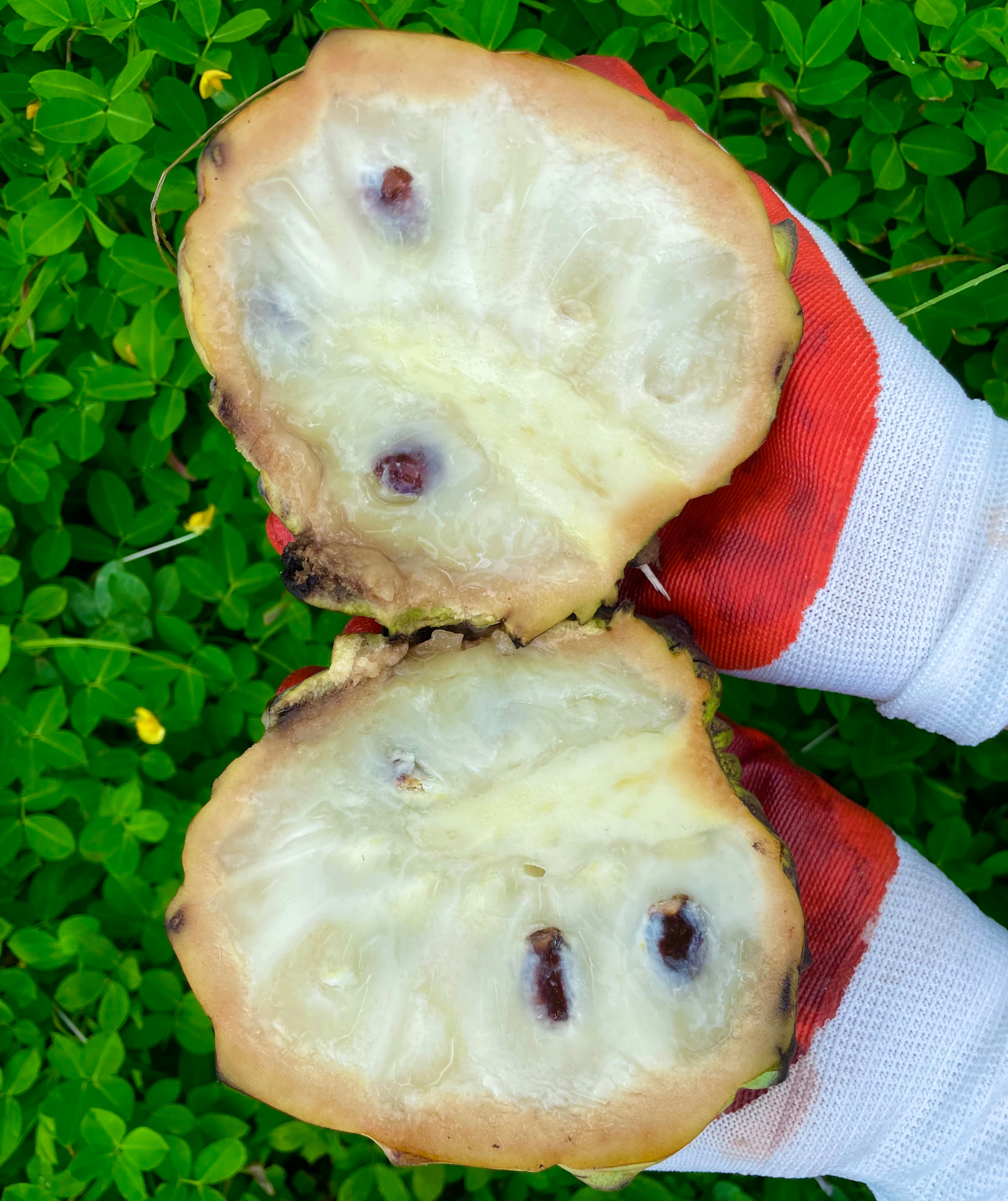 Biribá Live Plant – Annona mucosa (Rollinia mucosa) – 7–9"