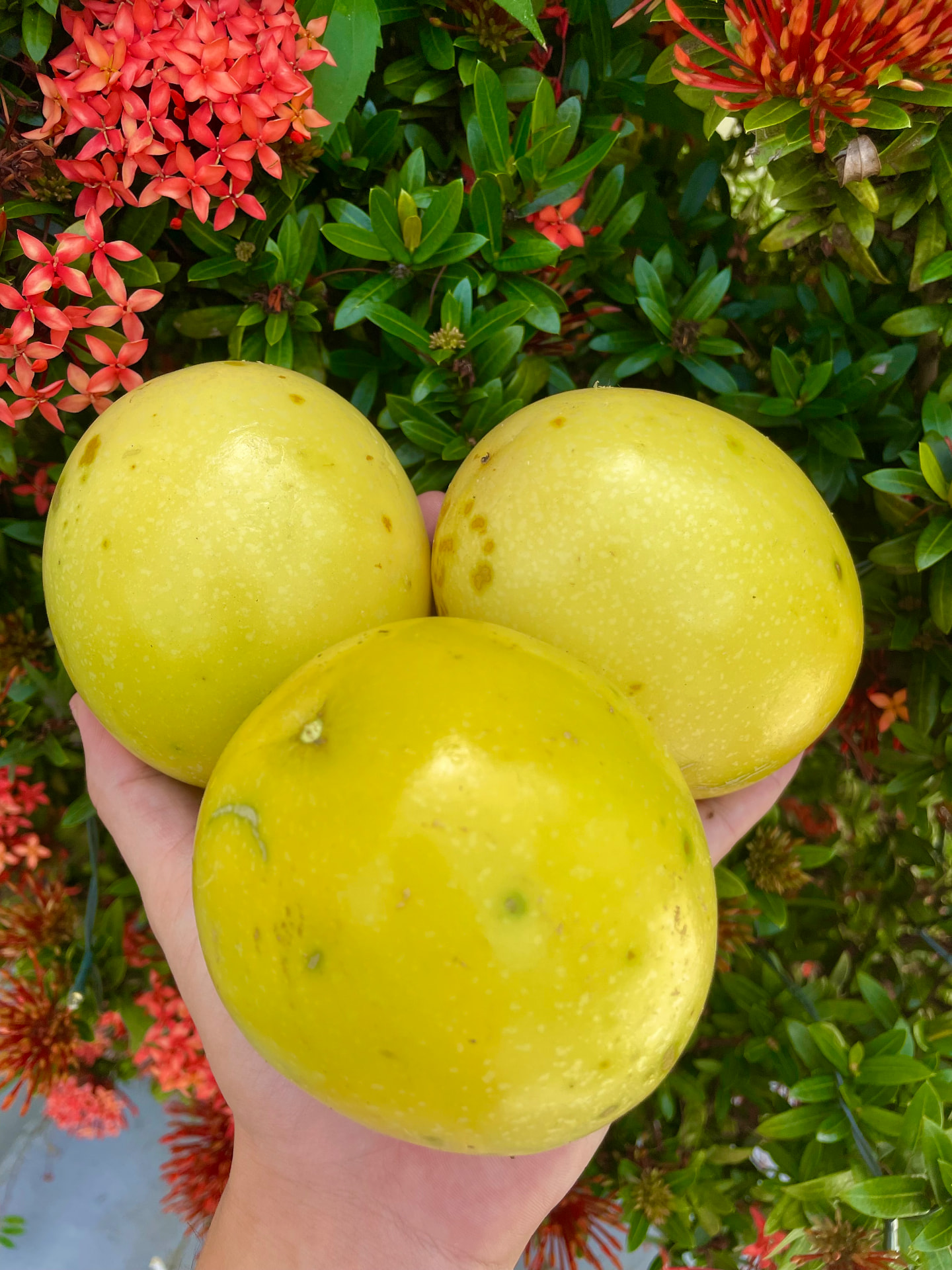 Yellow Passion Fruit Seeds – Maracuyá / Parcha – Passiflora edulis