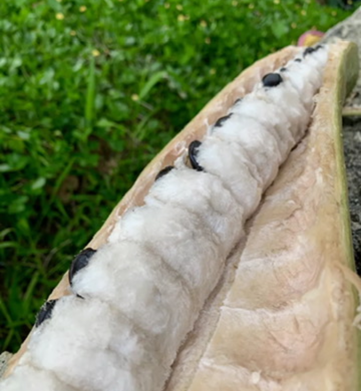15 Fresh Inga spectabilis Seeds – Guamá / Guaba Machete / Ice Cream Bean