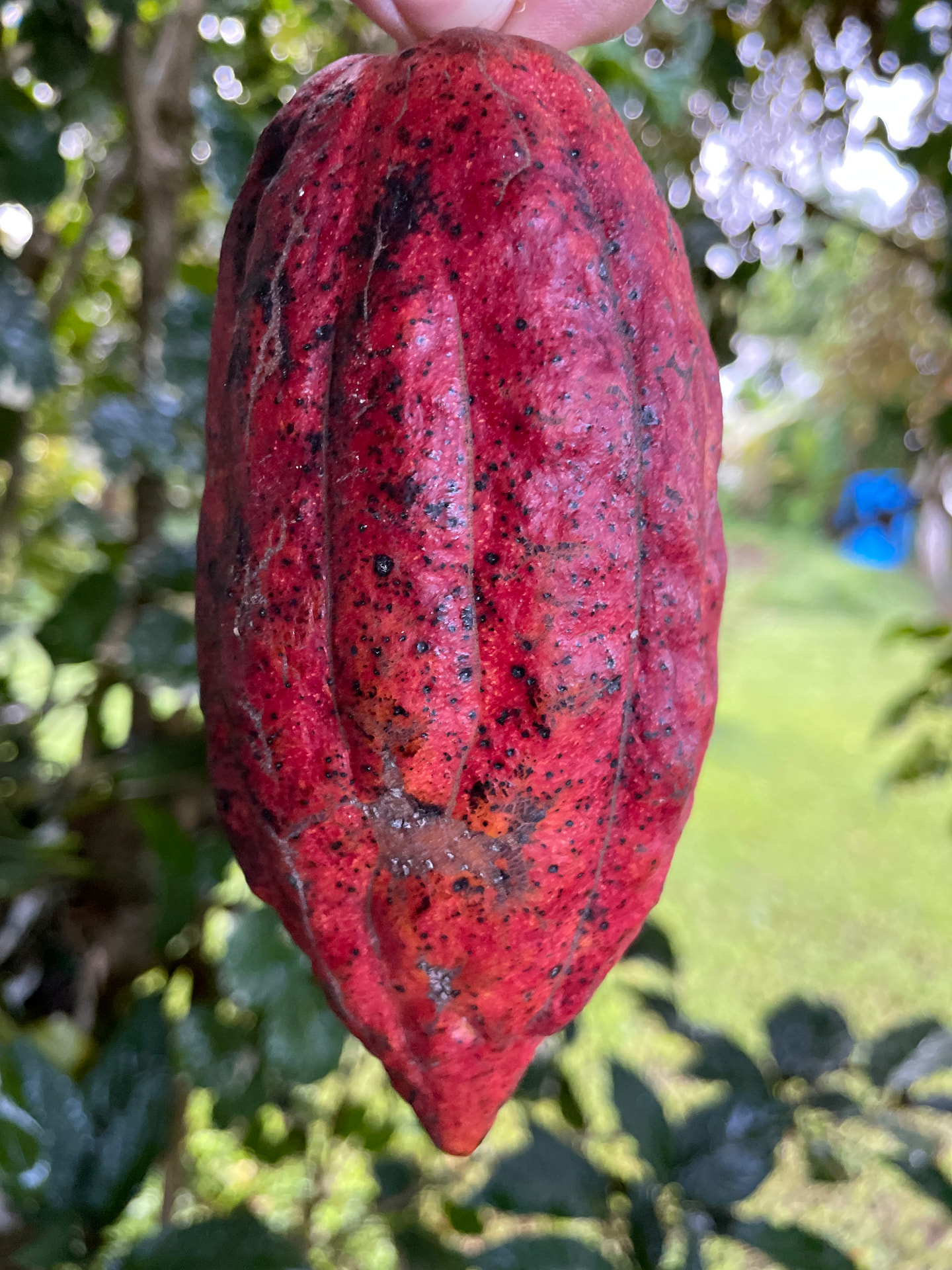 15 Germinated Theobroma cacao Seeds – Red Cacao / Cacao Rojo