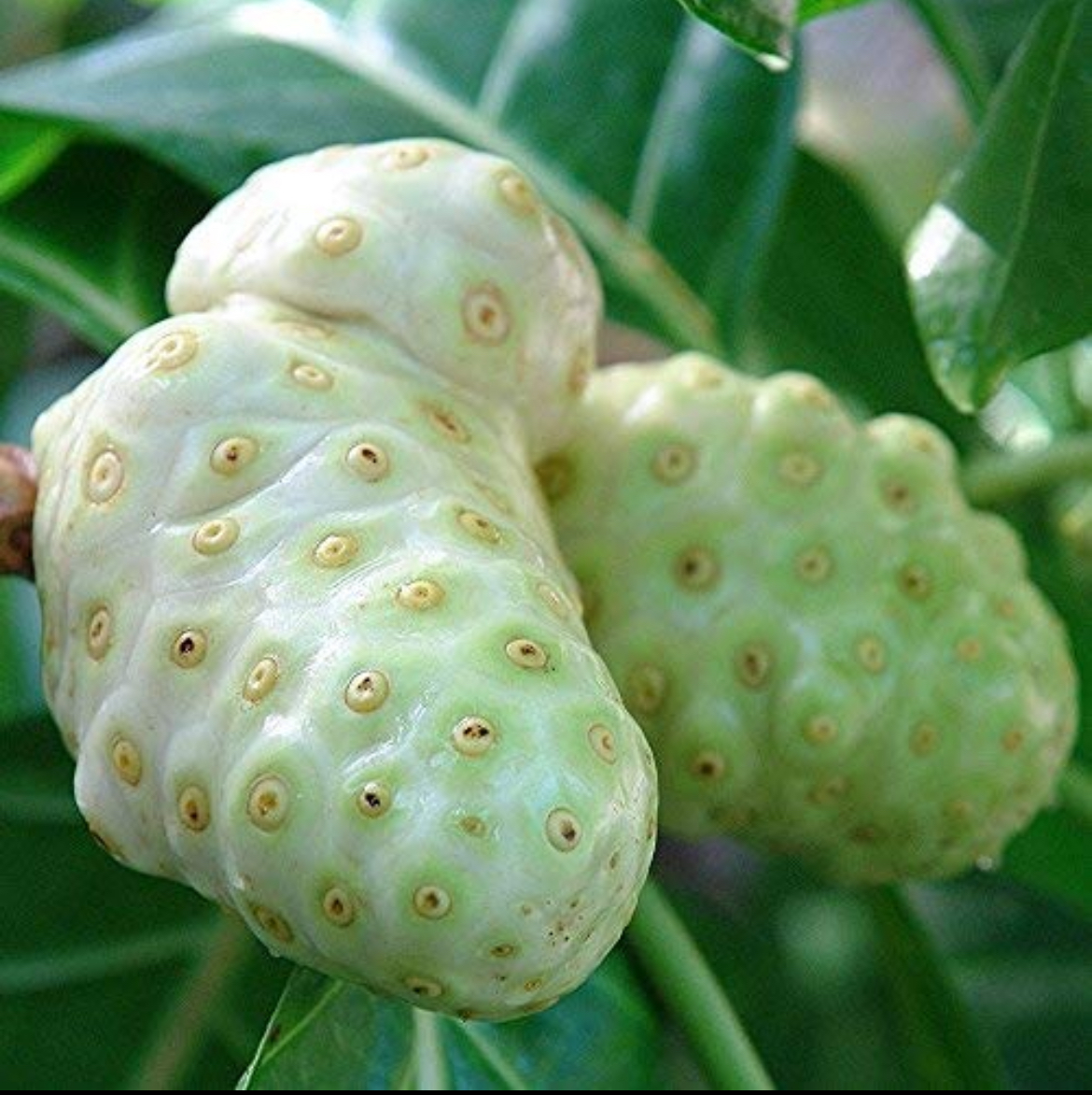 Noni Live Plant – Morinda citrifolia – 5–8"