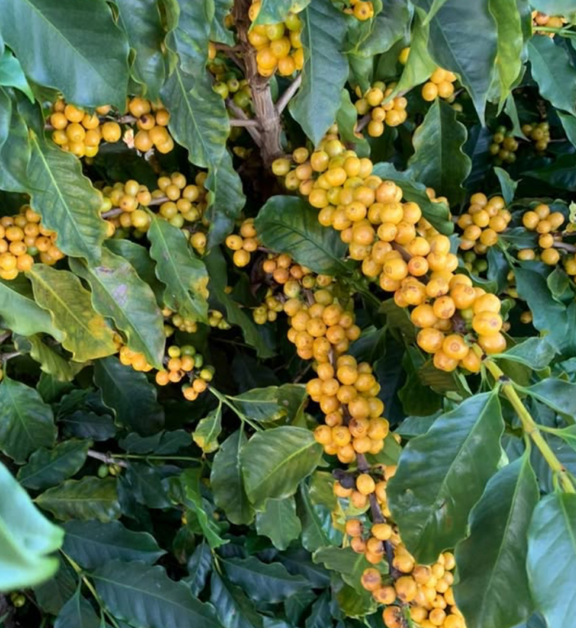 Yellow-Fruited Puerto Rico Arabica Coffee Live Plant – 6–10"