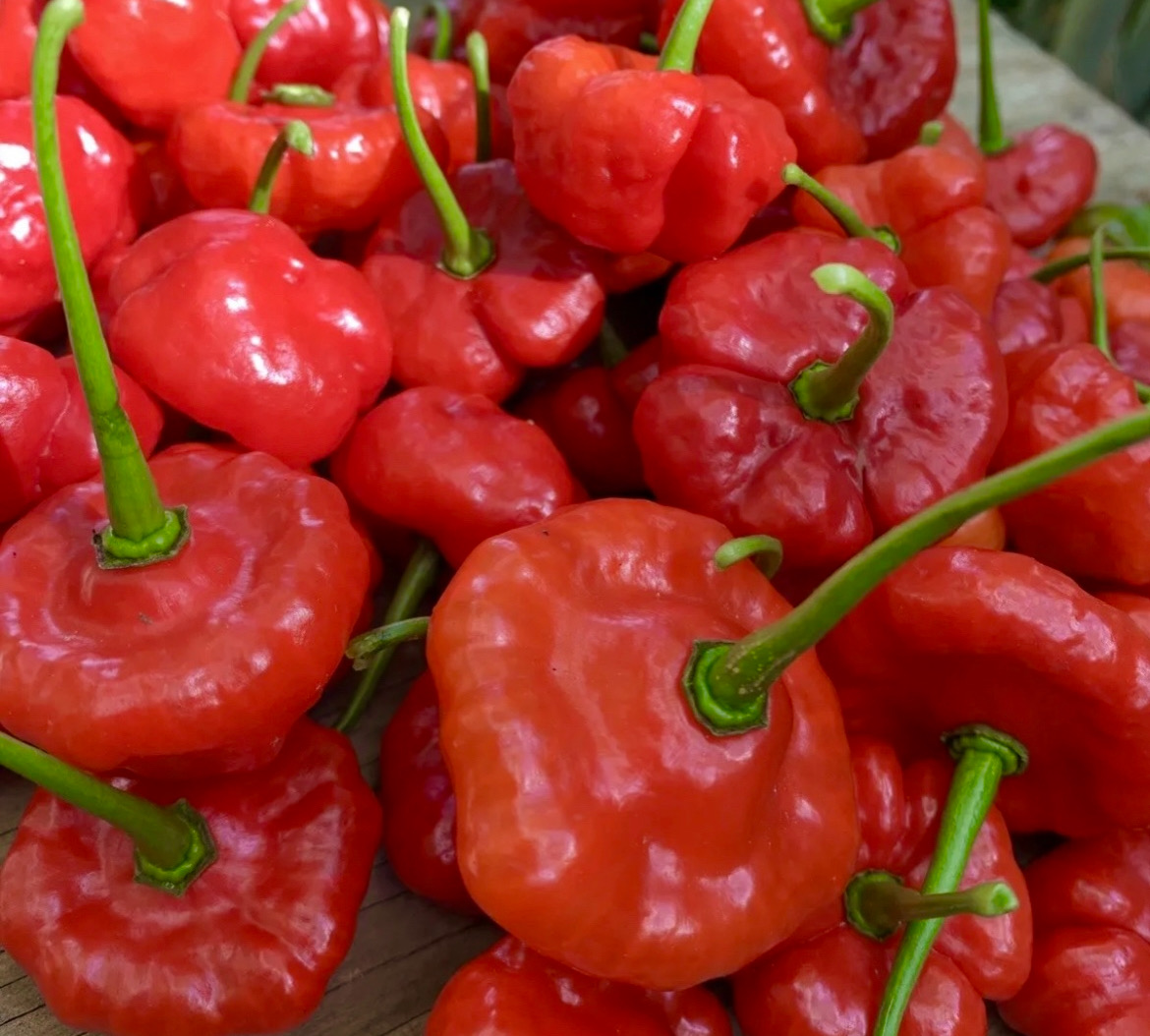 Puerto Rican Ají Dulce Seeds – Capsicum chinense | Sweet Seasoning Pepper