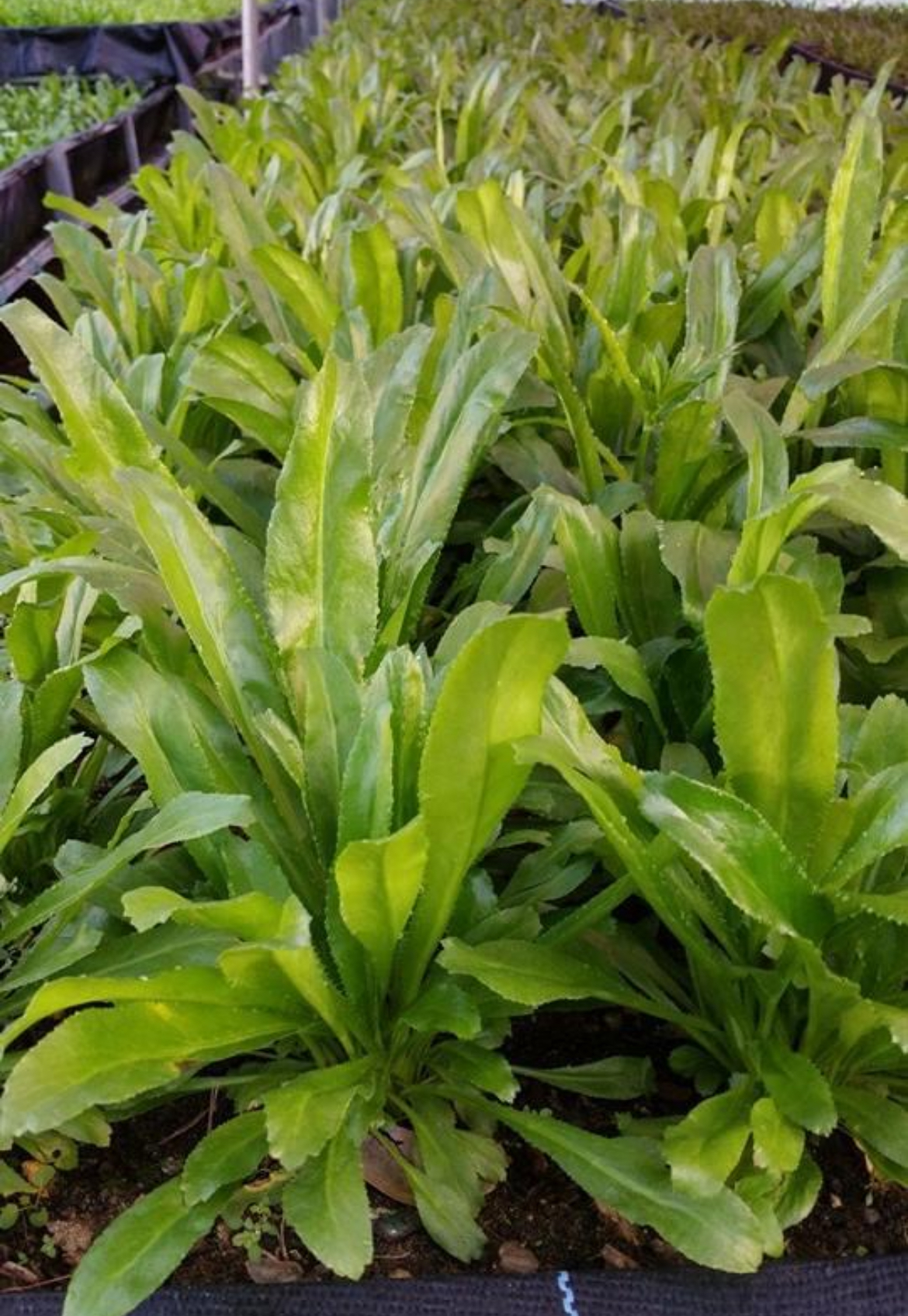 Puerto Rico Recao Seeds – Culantro – Eryngium foetidum