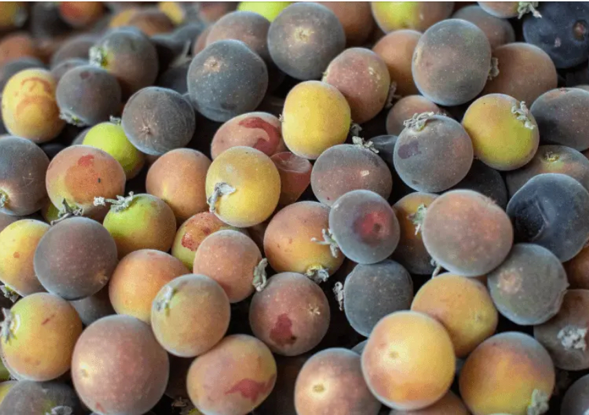 Ketembilla Live Plant – Ceylon Gooseberry – Dovyalis hebecarpa – 6–10"
