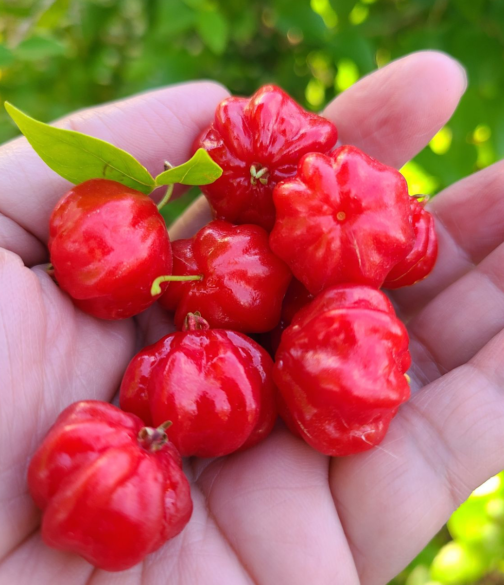 Pitanga Live Plant – Surinam Cherry – Eugenia uniflora – 5–8"