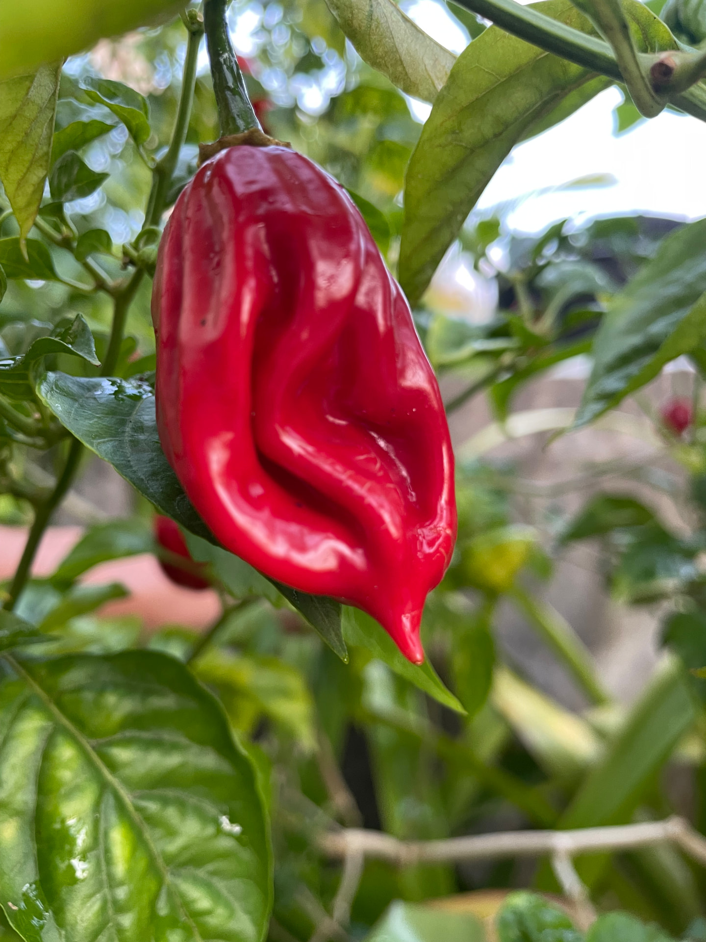 Ají Chino de Puerto Rico Seeds – Puerto Rican Pepper Seeds