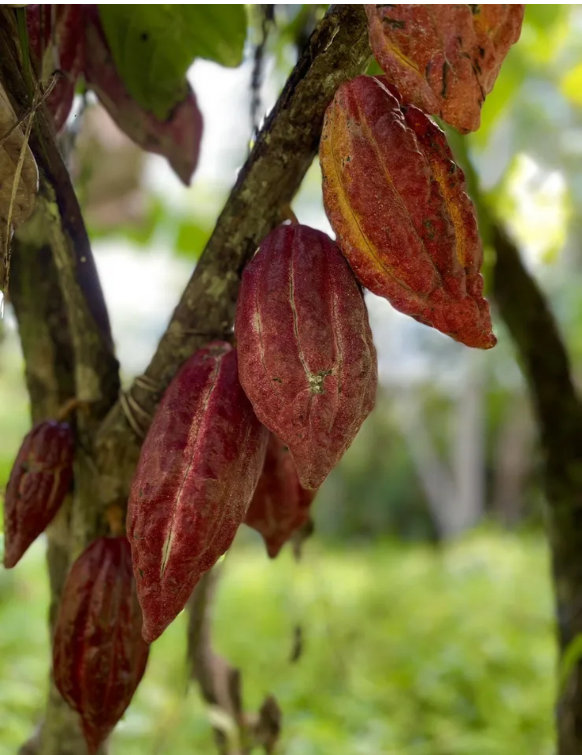 Red Cacao Live Plant – Theobroma cacao – Red Pod Source