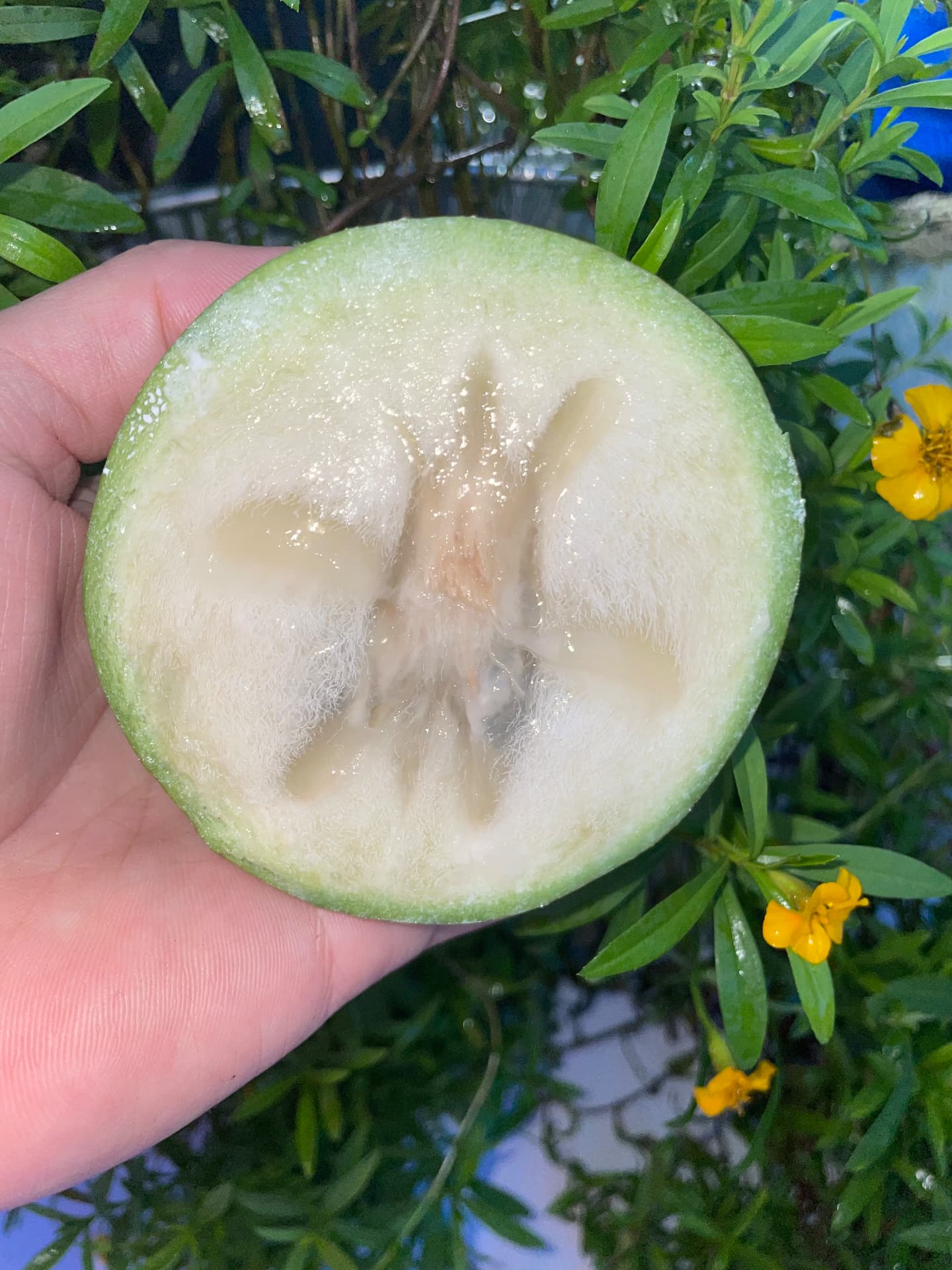 15 Fresh Caimito Seeds – Star Apple – Chrysophyllum cainito