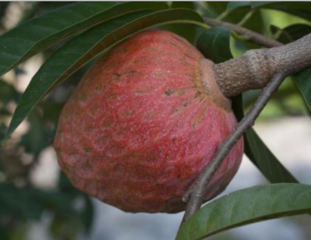 Annona reticulata Live Plant – Custard Apple / Bullock's Heart / Corazón
