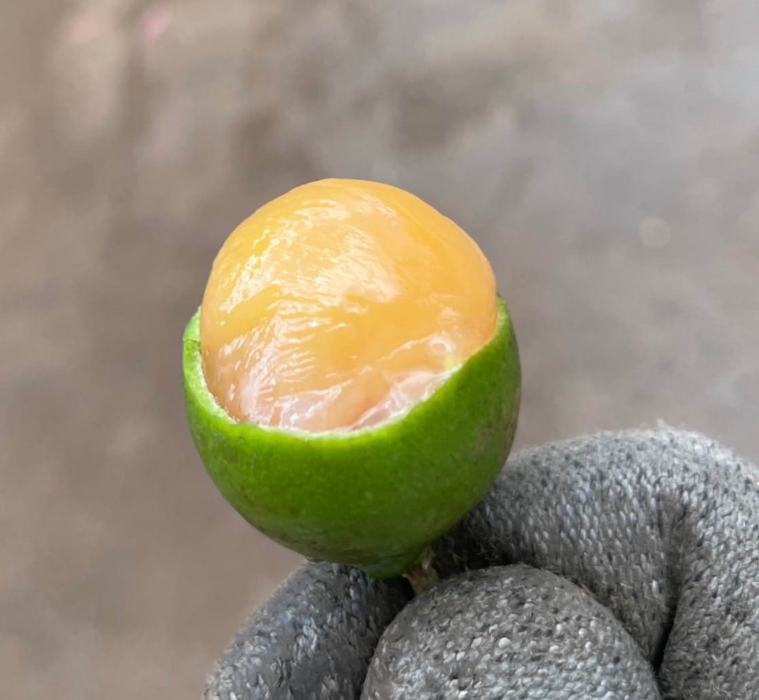 15 Fresh Quenepa Seeds – Mamoncillo – Melicoccus bijugatus