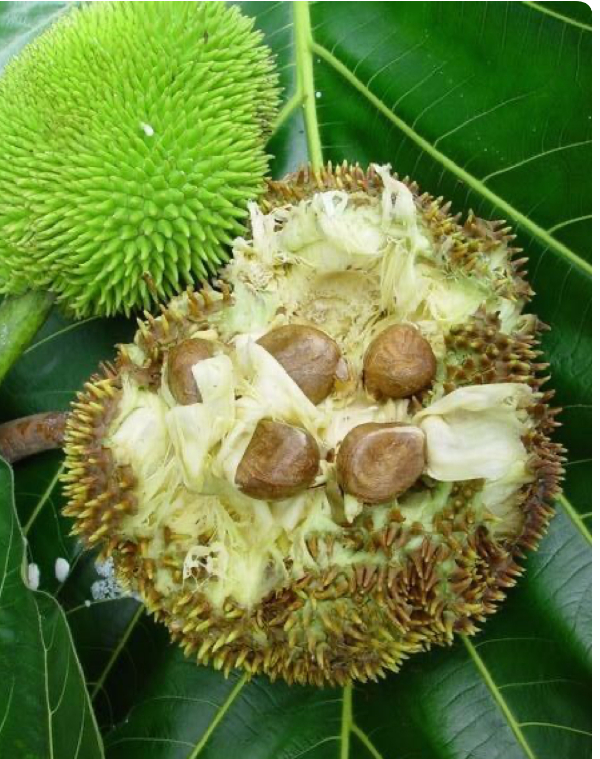 10 Breadnut Seeds – Pana de Pepitas – Artocarpus camansi