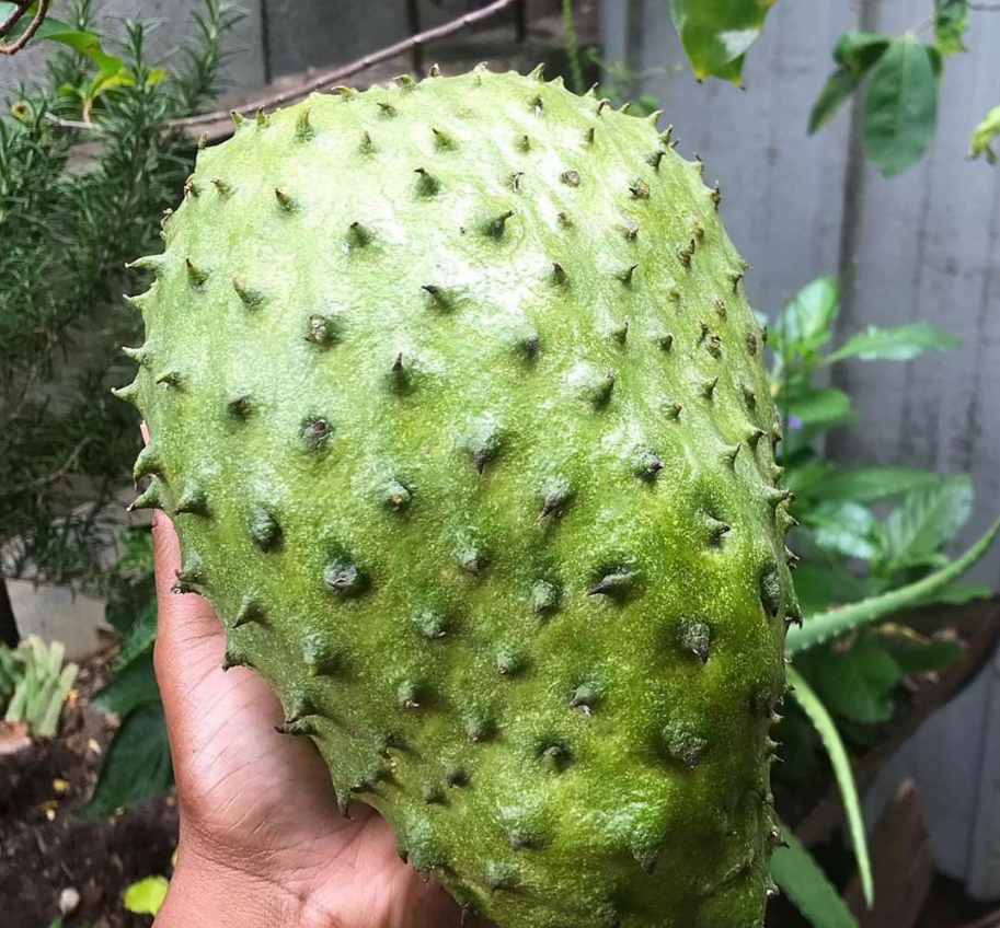 Annona muricata Live Plant – Guanábana / Soursop / Graviola