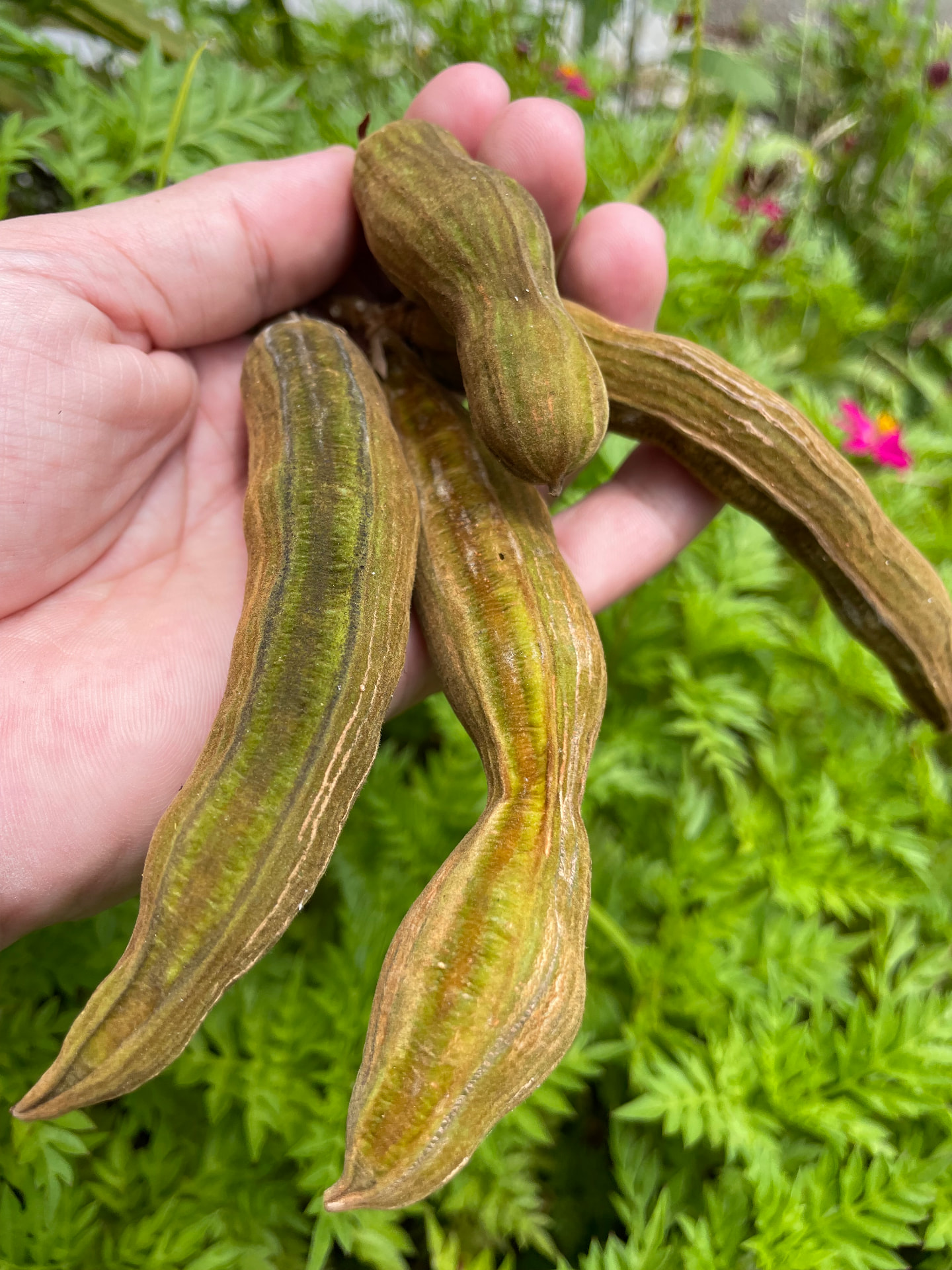 Inga vera – 15 Germinated Seeds | Guaba Tropical Fruit Tree