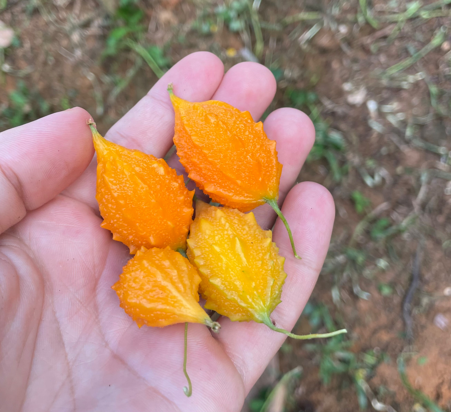 Cundeamor Seeds – Bitter Melon – Momordica charantia