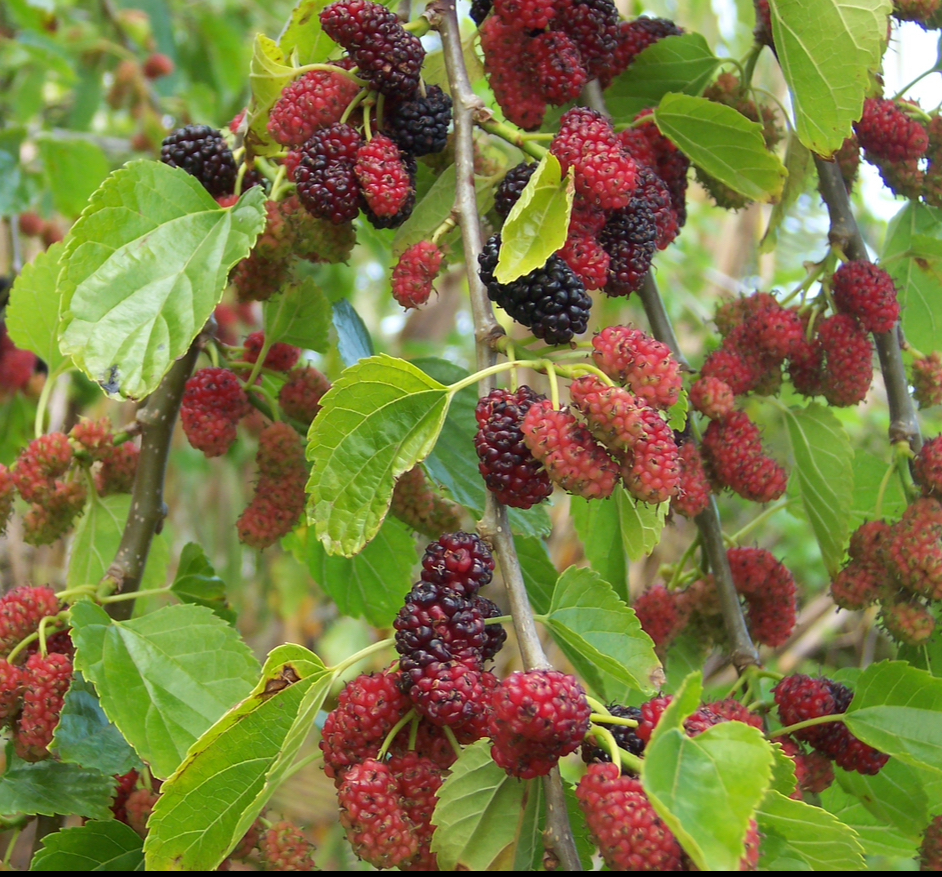 Mulberry Live Plant – Morus sp. – 7–8" Rooted Cutting