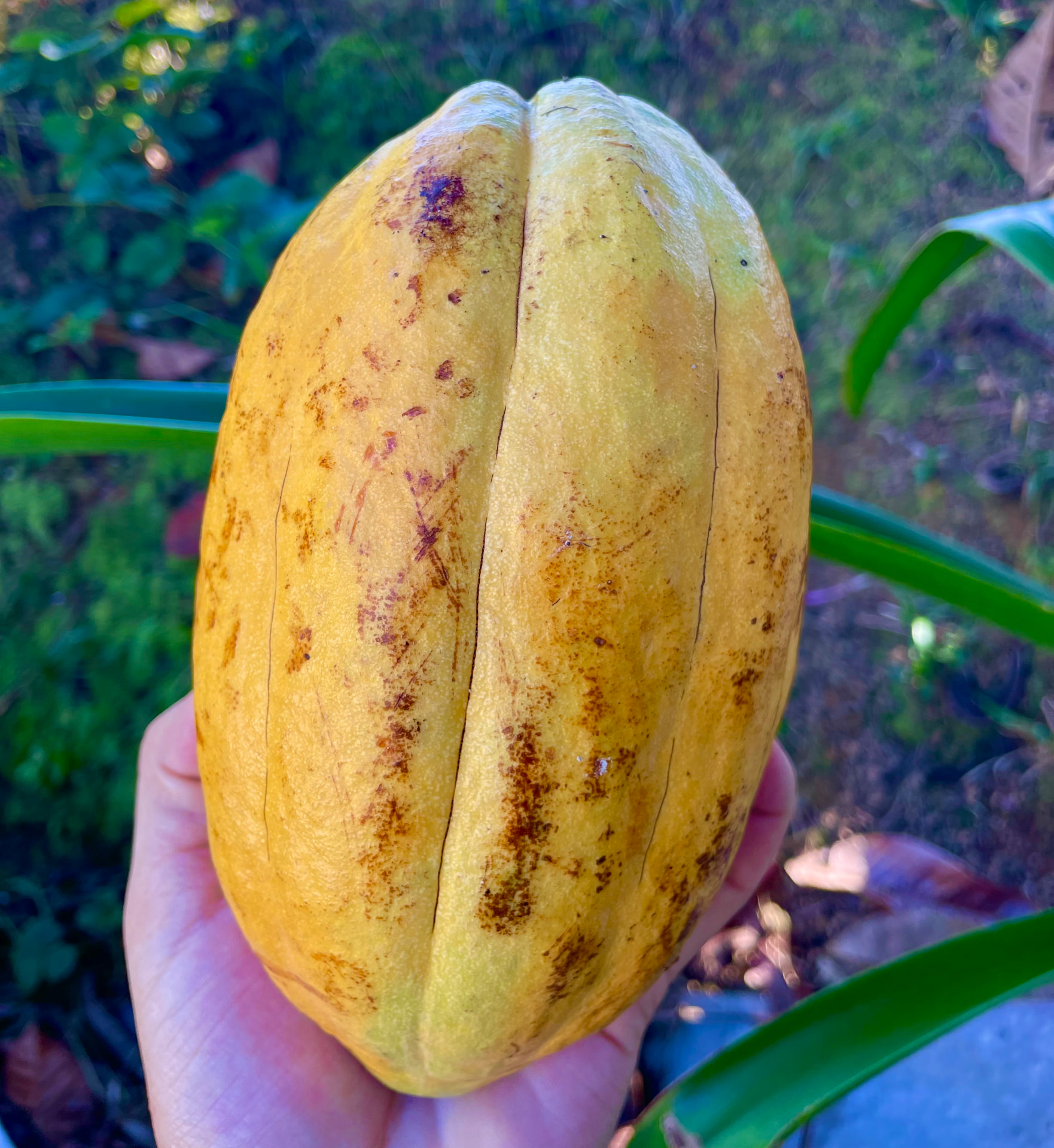 15 Germinated Theobroma cacao Seeds – Yellow Cacao / Cacao Amarillo