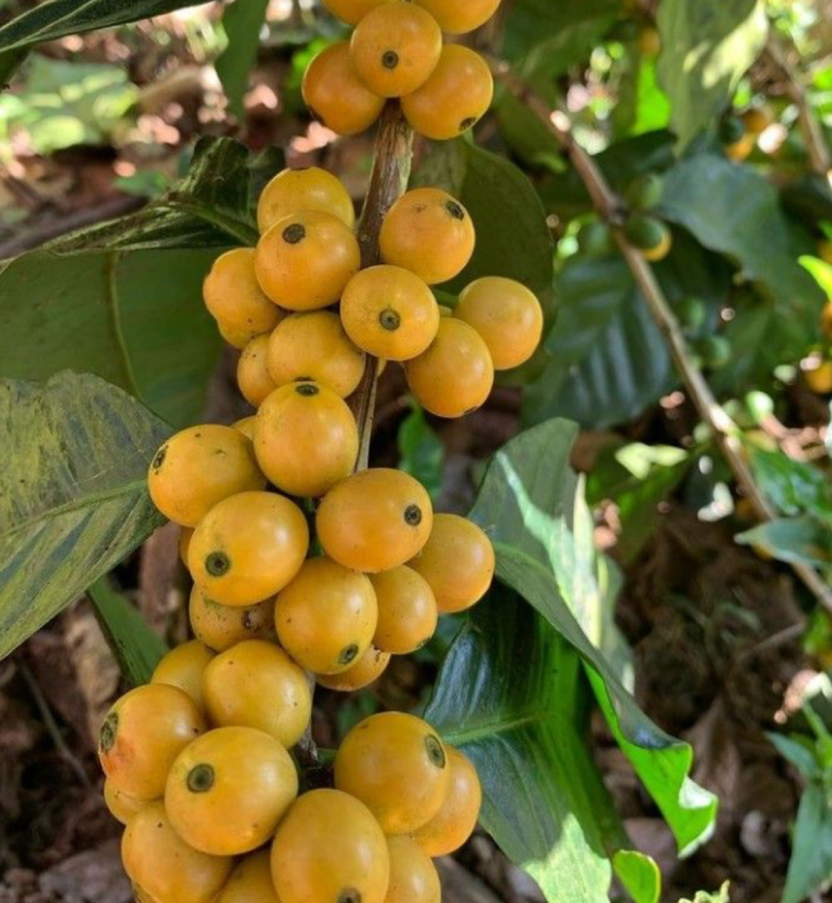 Yellow Arabica Coffee – 15 Germinated Seeds – Coffea arabica | Puerto Rico