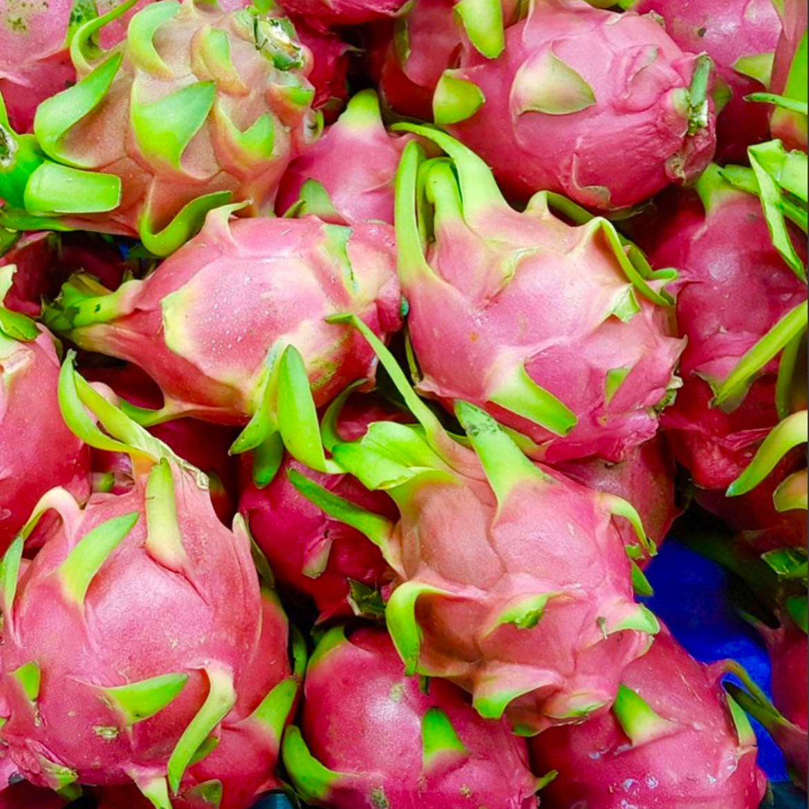 Dragon Fruit Cuttings – 4 UNROOTED – Pitaya – Selenicereus sp.