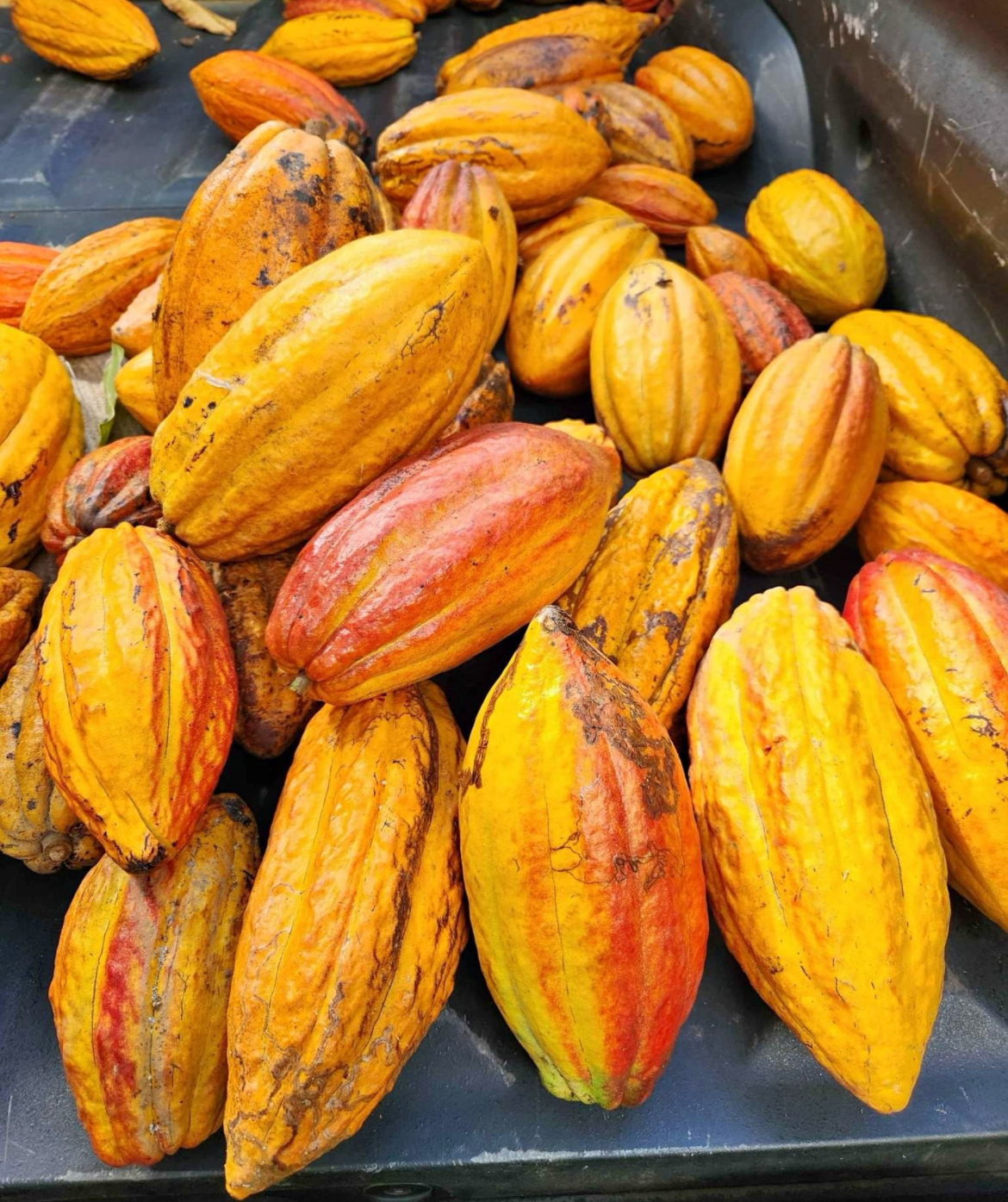 Yellow Cacao Live Plant – Theobroma cacao – Yellow Pod Source