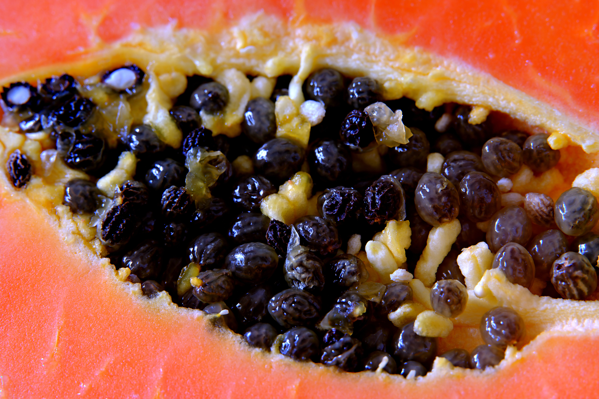 Papaya Seeds – Carica papaya