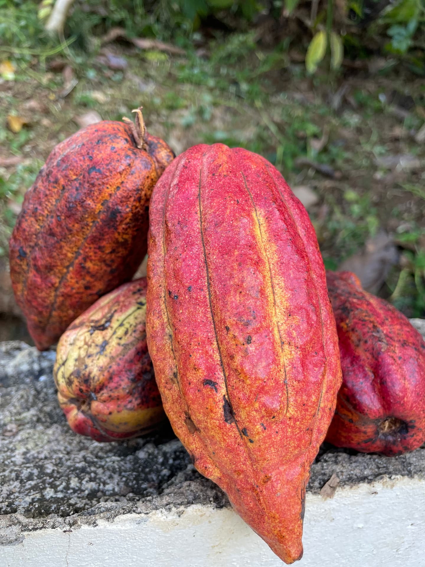 Fresh Red Cacao Pods – Theobroma cacao – 3 Fruits