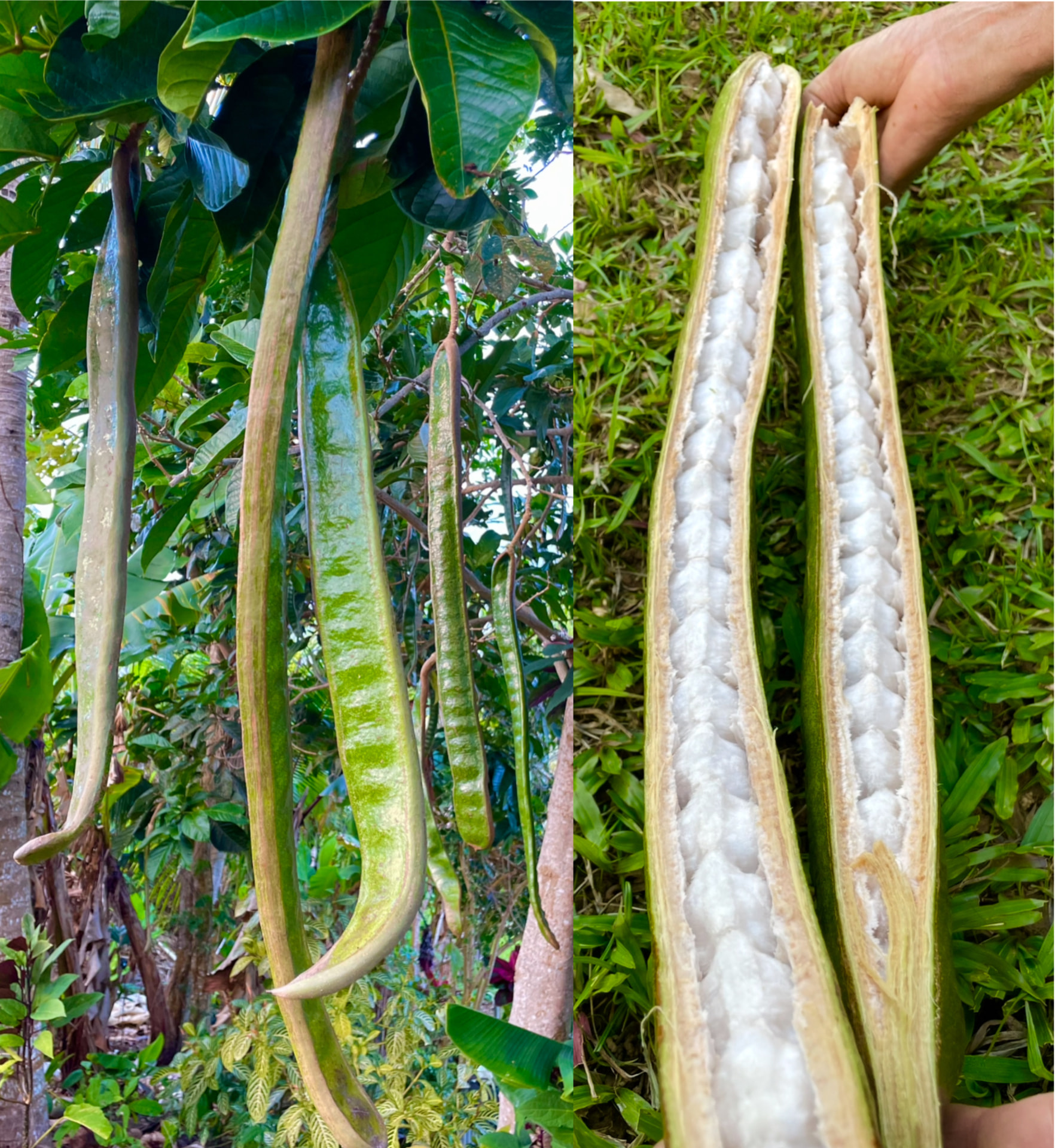 Inga spectabilis Live Plant – Guamá / Guaba Machete – 8–9"
