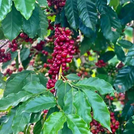Red-Fruited Puerto Rico Arabica Coffee Live Plant
