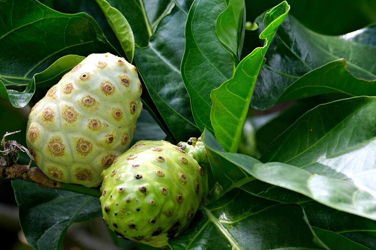 Noni Seeds – Morinda citrifolia