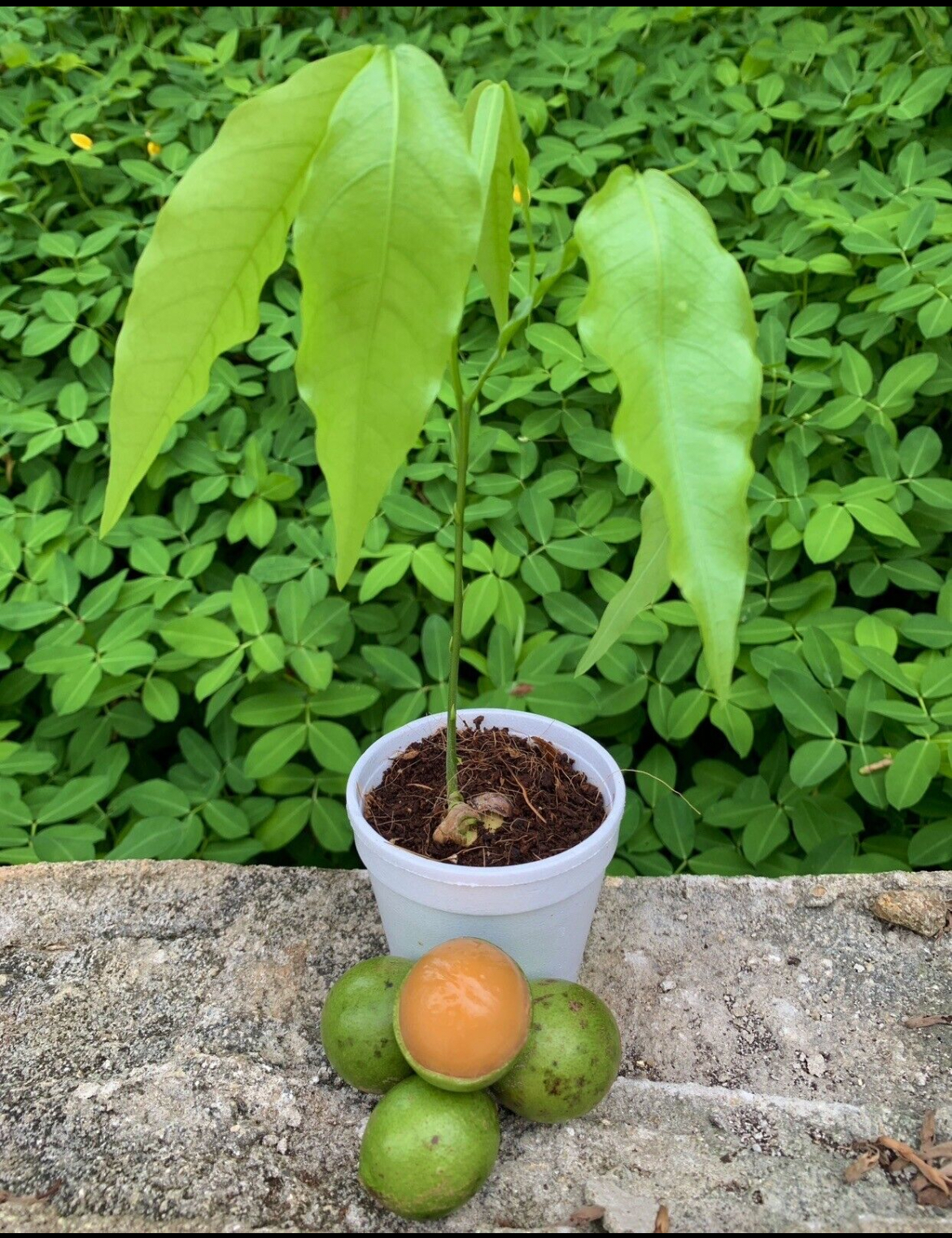 Quenepa / Mamoncillo Live Plant – Melicoccus bijugatus Tropical Fruit Tree