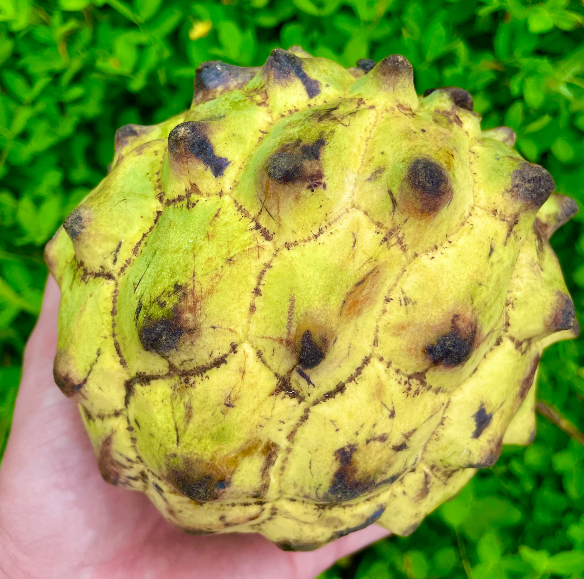 15 Fresh Rollinia mucosa Seeds – Biribá / Annona mucosa Tropical Fruit