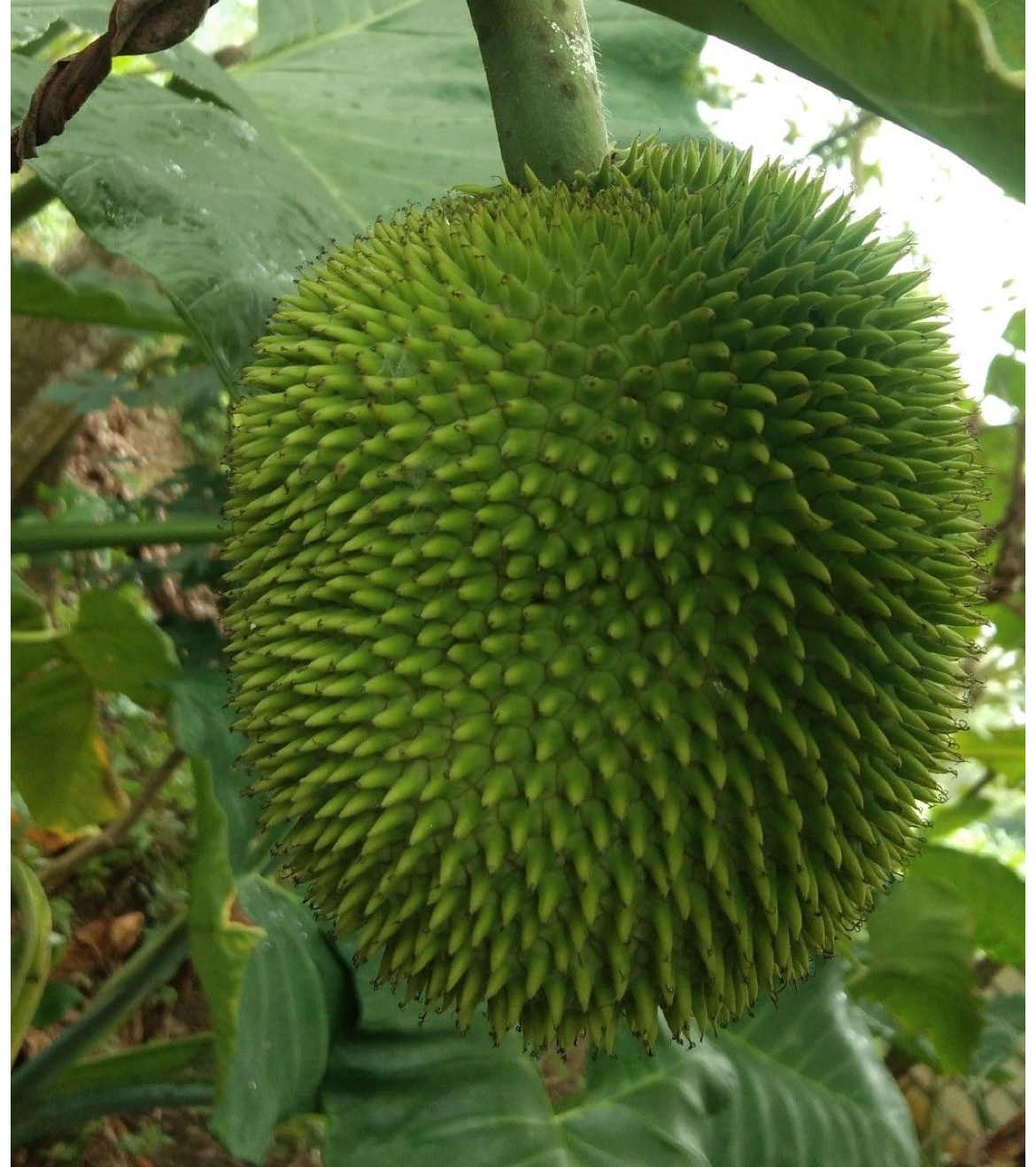 Artocarpus camansi Live Plant – Pana de Pepitas / Breadnut