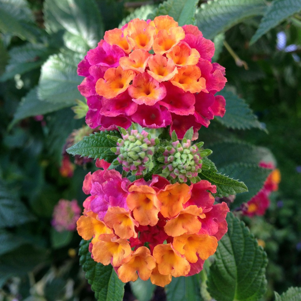 Lantana Seeds – Carraquillo – Lantana camara