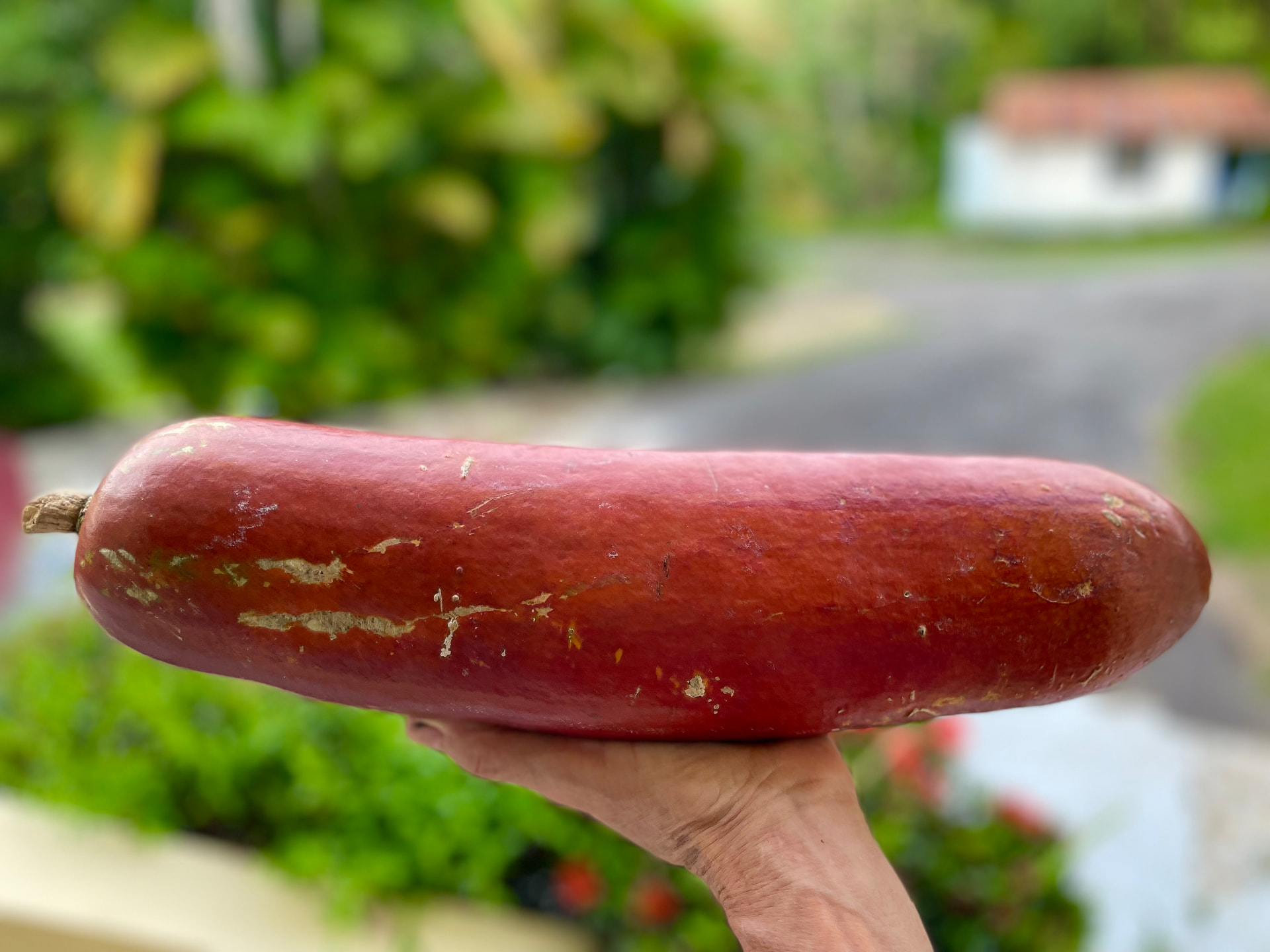 Pepino Angolo Seeds – Cassabanana – Sicana odorifera
