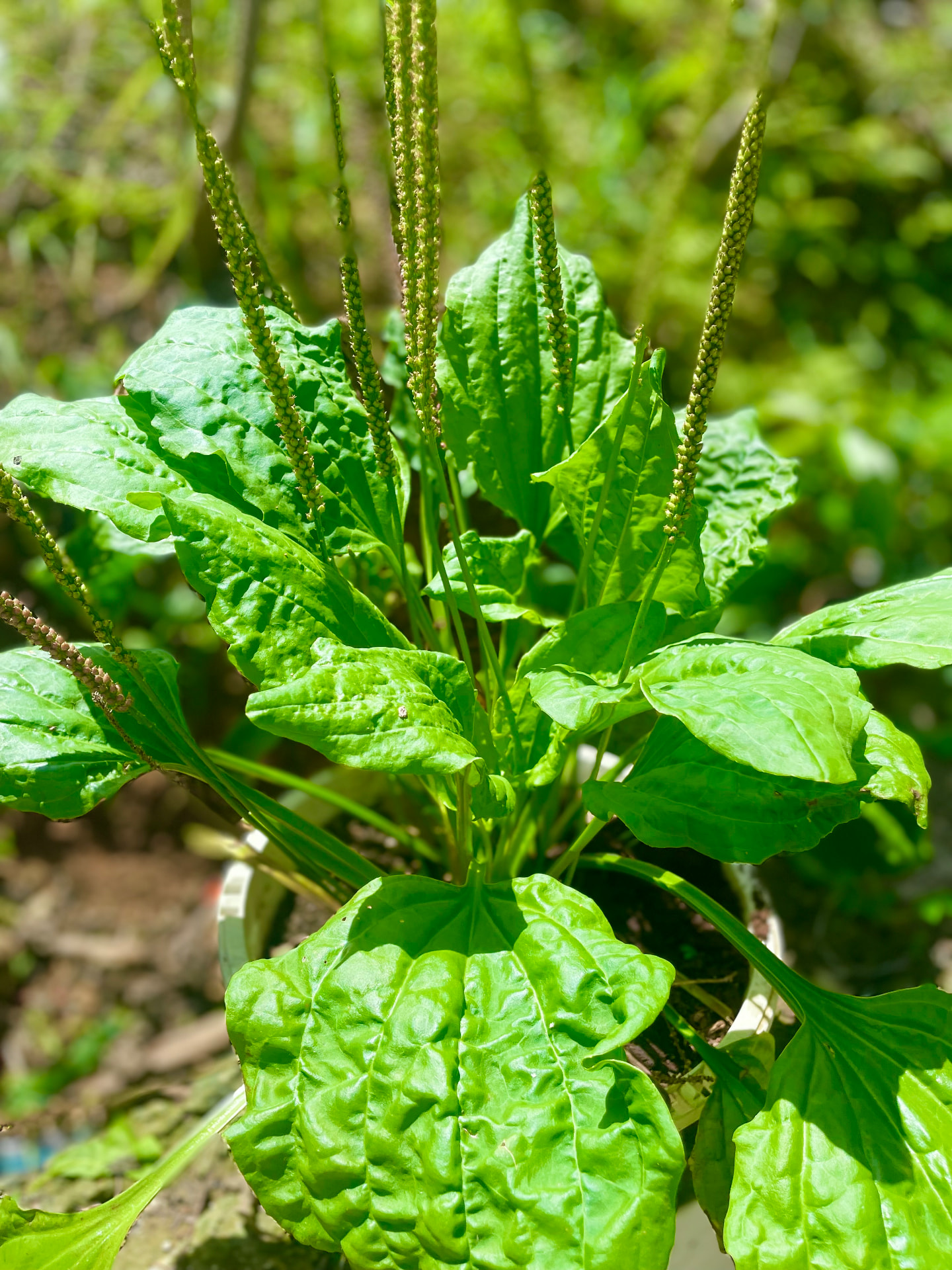 Llantén Seeds – Broadleaf Plantain / Common Plantain – Plantago major